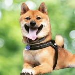 Nikko Nikko